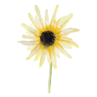 Italian White
