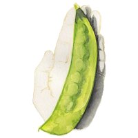 Lokförare Bergfälts Jätteärt