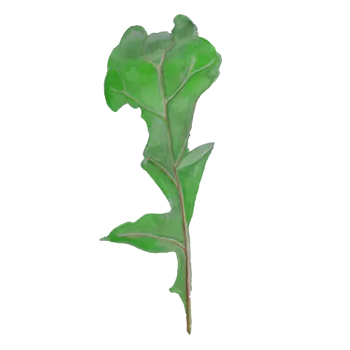 Ruccola
