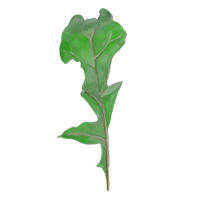 Ruccola