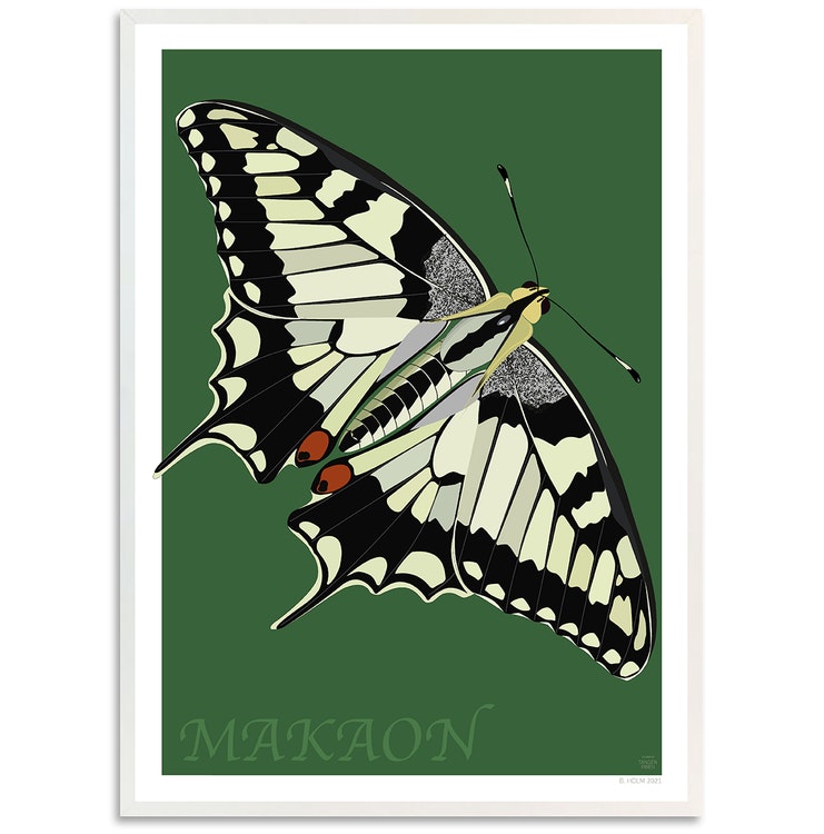 Poster Makaonfjäril med vit ram