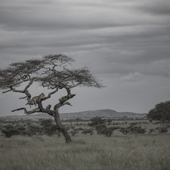 Lejon i Serengeti