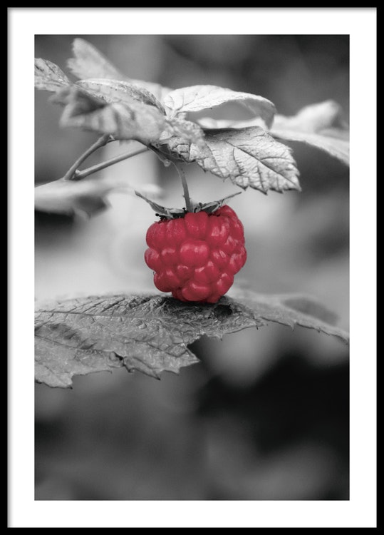 Raspberry poster - Lovely Capture - posters med unika fotografiska ...