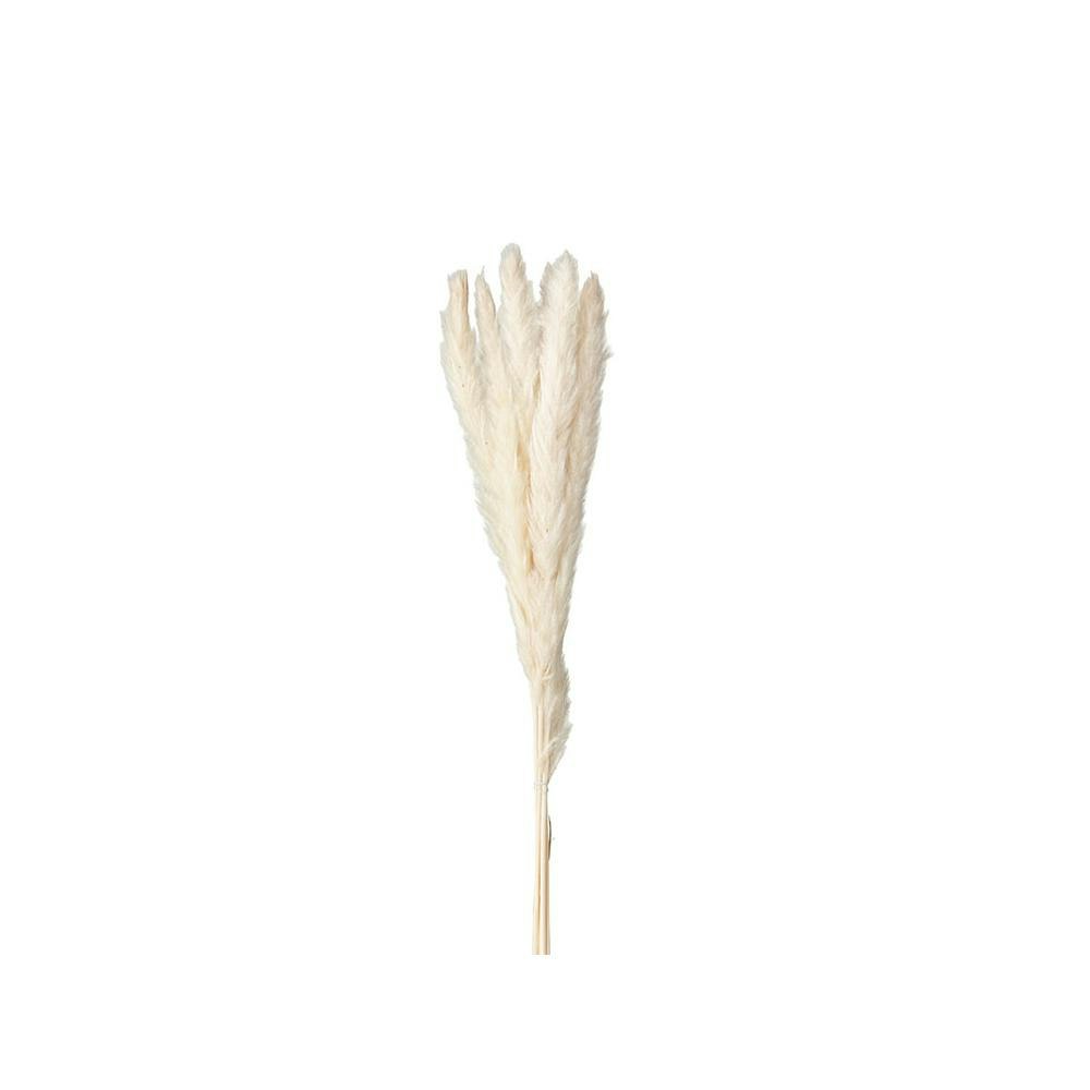Pampas offwhite