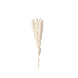 Pampas offwhite