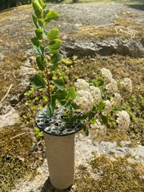 Blomhållare