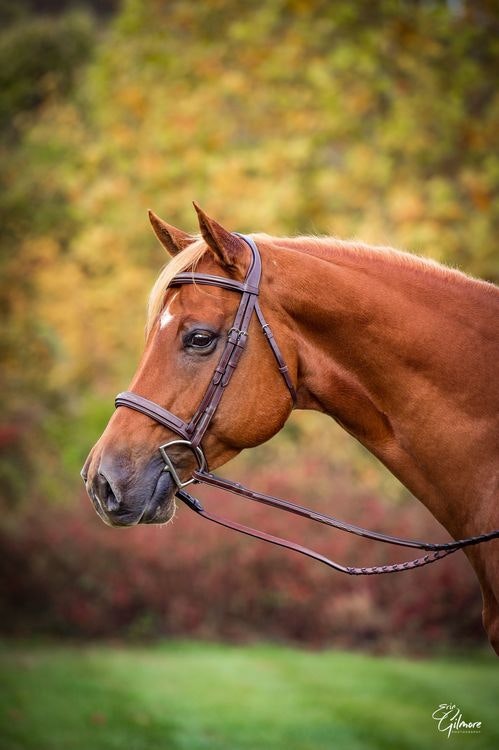 Montar Organiskt Hunter Brun