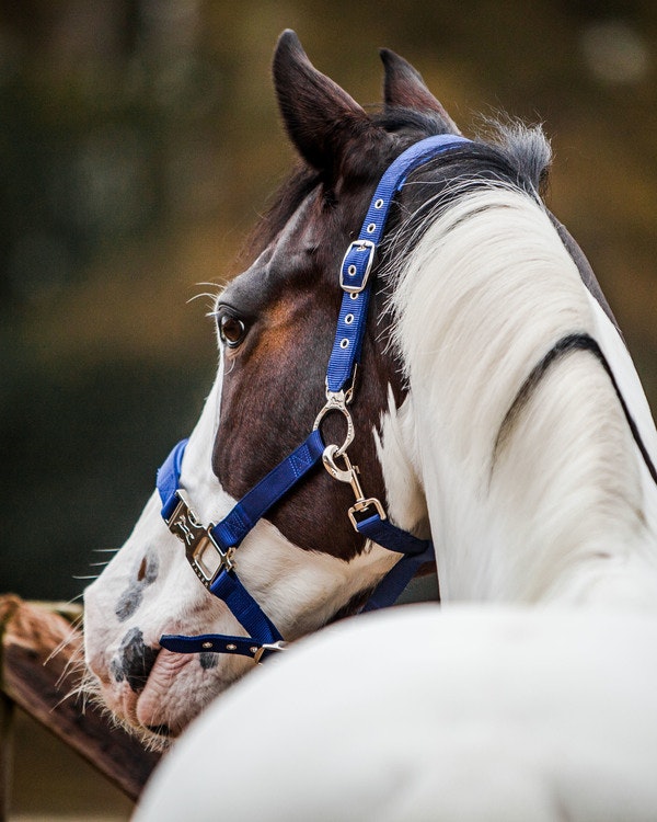 Fager Smart Halter Blå