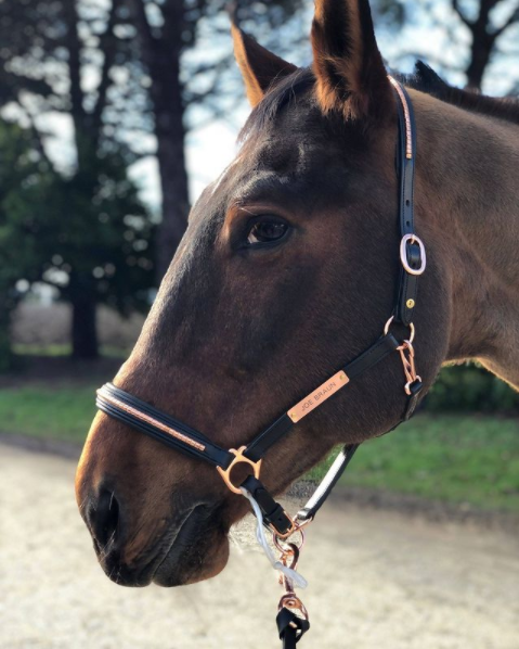 Pariani Lädergrimma med Roséguldklinkers