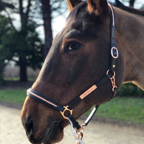 Pariani Lädergrimma med Roséguldklinkers