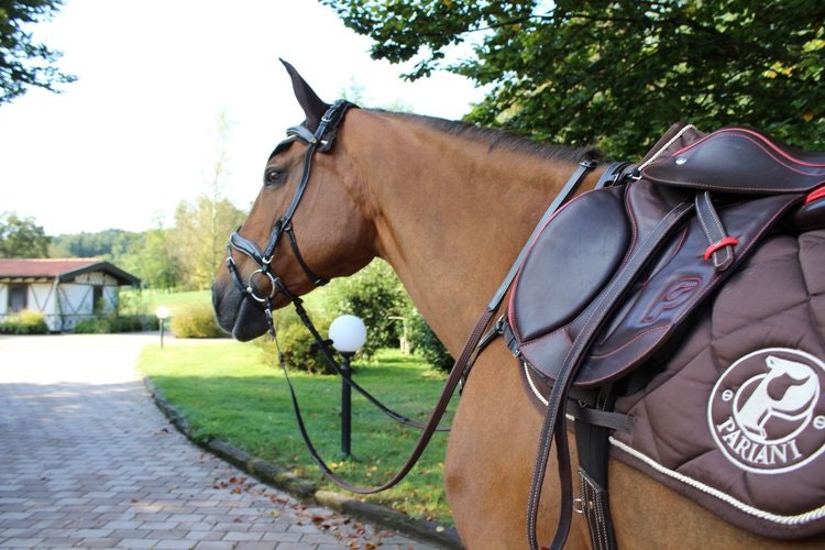 Pariani Anatomisk Aachenträns komplett med tygel