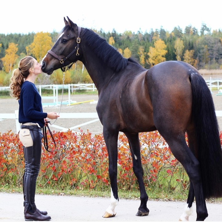 TIB Horse Långa Chaps i Läder - Brun