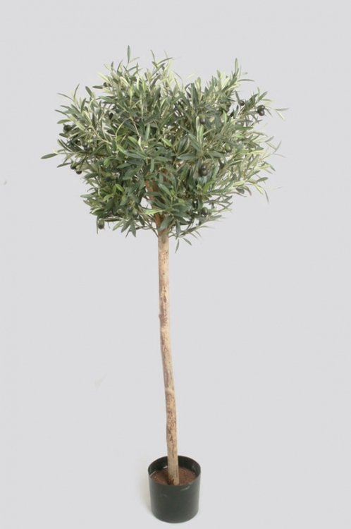Olivträd - stam - 140 cm