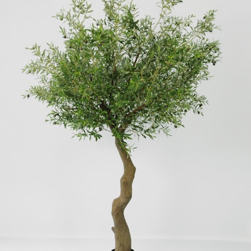 Olivträd 240 cm