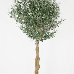 Olivträd 170 cm