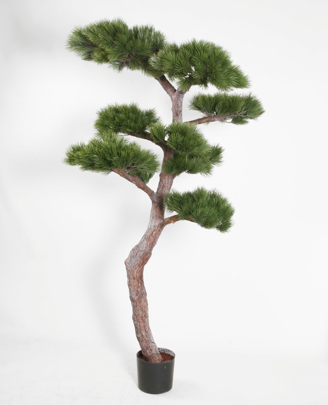 Pinjeträd Bonsai 140 cm