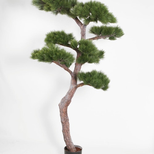 Pinjeträd Bonsai 140 cm