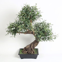 Oliv Bonsai 85 cm