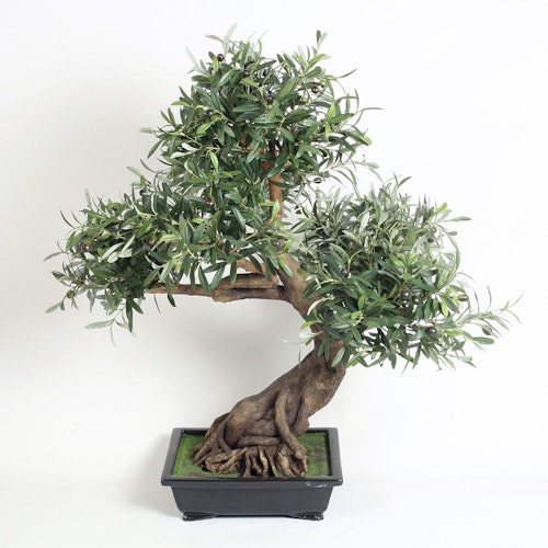 Oliv Bonsai 85 cm