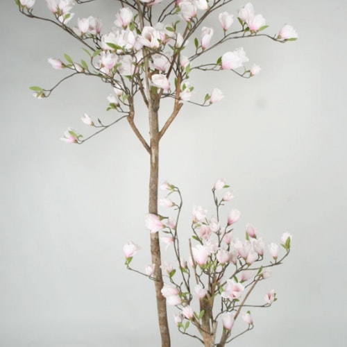 Magnolia 180 cm
