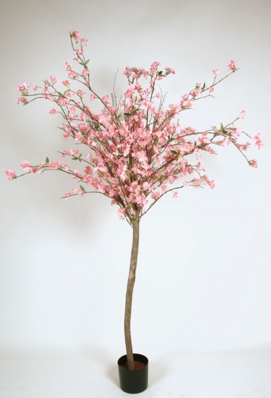 Cherry Blossom 180 cm