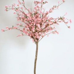 Cherry Blossom 180 cm