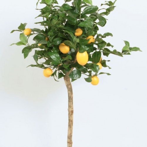Lemon Tree 110 cm