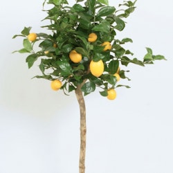 Lemon Tree 140 cm