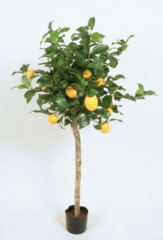 Lemon Tree 170 cm