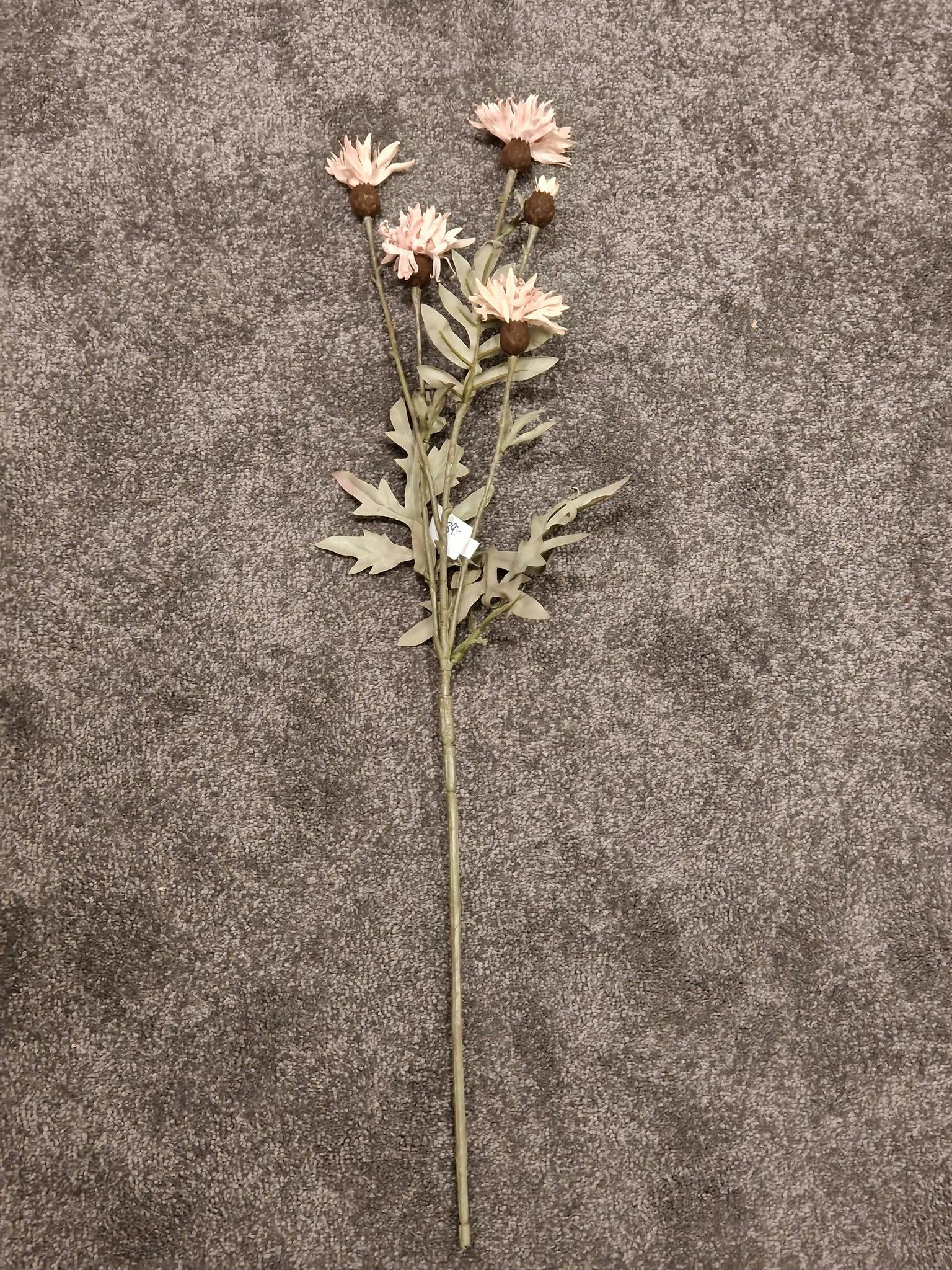 Blomma Blåklint