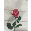 Ros  cerice rosa 9603-25