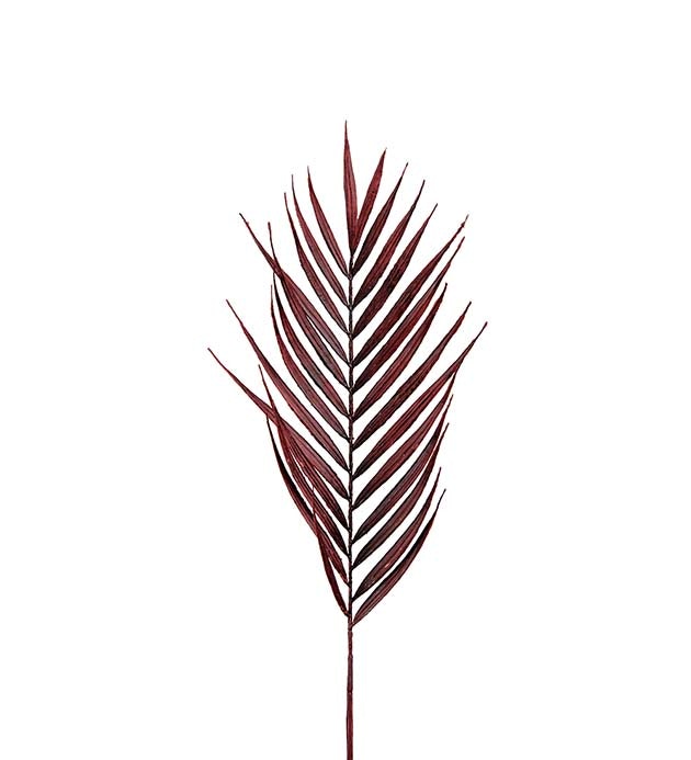 Palmblad Burgundy mr plant