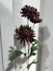 Chrysanthemum brun mr plant