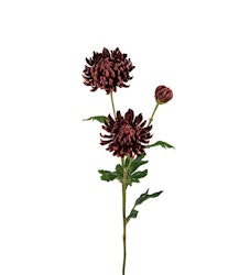 Chrysanthemum brun mr plant