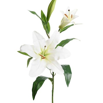 Lilja vit 70 cm