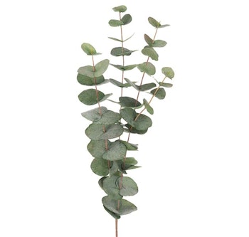 Eukalyptus 60cm
