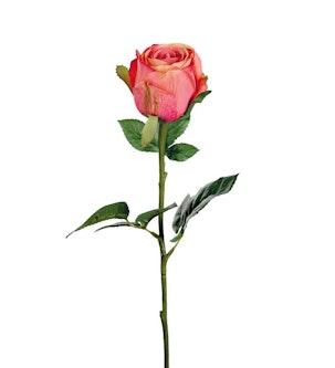 Ros rosa/ orange 50cm