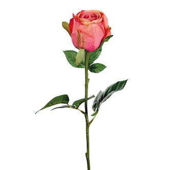 Ros rosa/ orange 50cm
