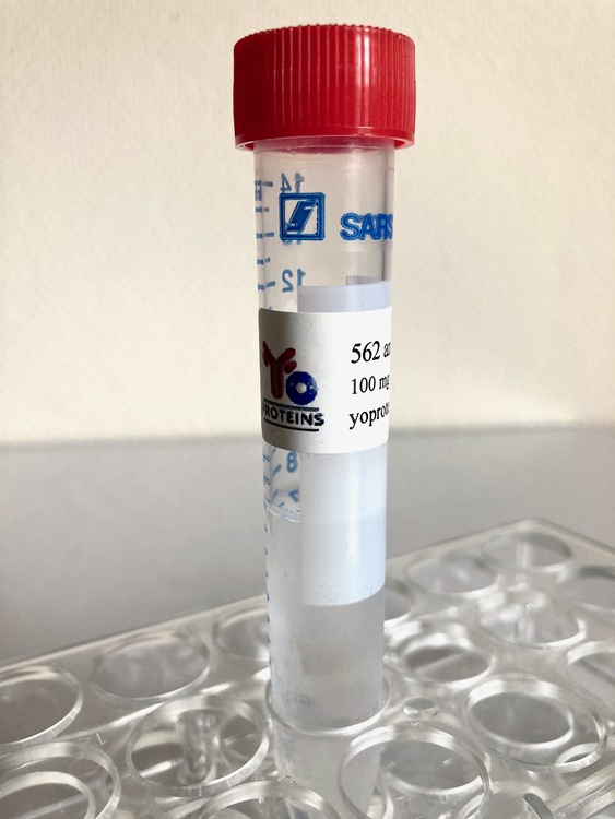 562-100 Monoclonal mouse antibody anti-taq polymerase 100 mg