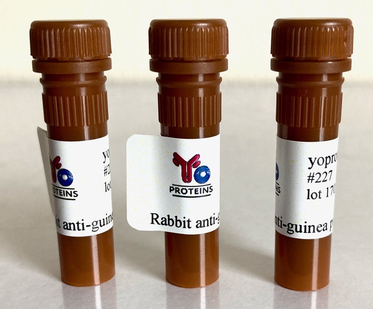 227 Rabbit anti-guinea pig IgG, IgM, IgA polyclonal antibody HRP 1.2 mg