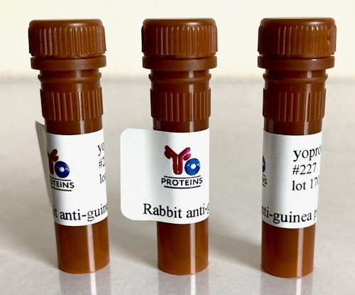 227 Rabbit anti-guinea pig IgG, IgM, IgA polyclonal antibody HRP 1.2 mg
