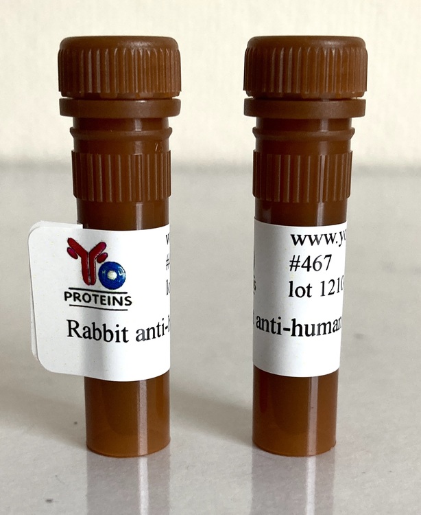 467 Rabbit anti-human IgG polyclonal antibody HRP 1.2 mg