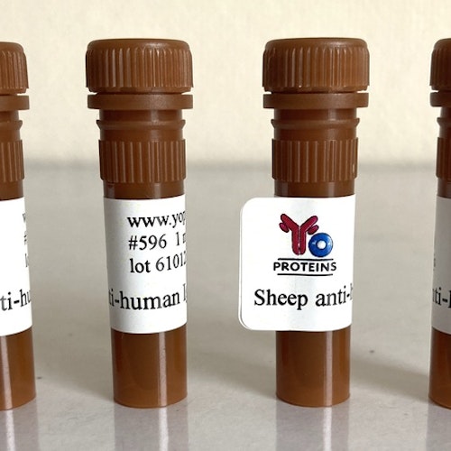 596 Sheep anti-rabbit IgG, IgM, IgA polyclonal antibody 1 mg