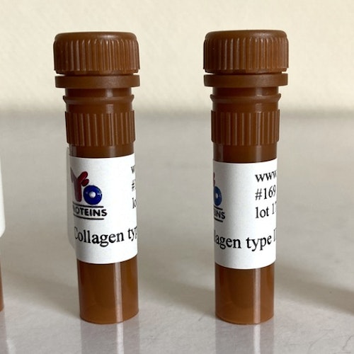169 Collagen type III (bovine) 10 mg