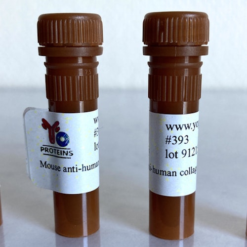 393 Mouse anti-human collagen type I monoclonal antibody, clone DBH 428 1 ml