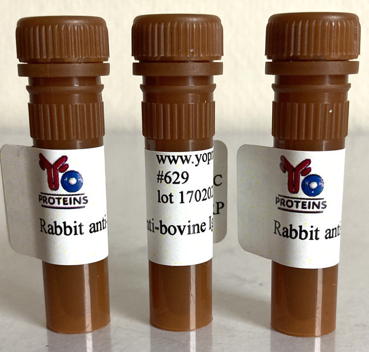 629 Rabbit anti-bovine IgG, IgM, IgA polyclonal antibody HRP 1.2 mg