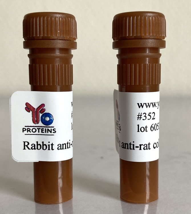 352 Rabbit anti-rat collagen type I and III polyclonal antibody 1 ml