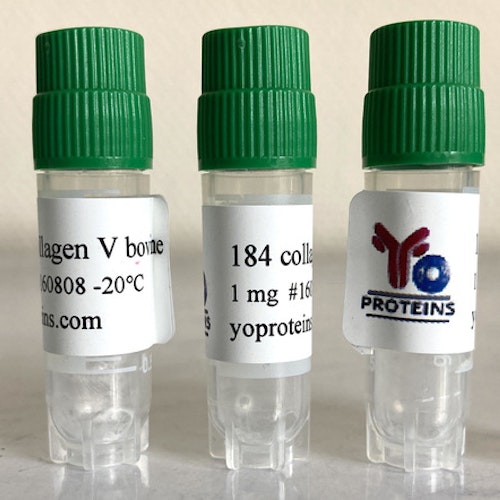 184 Collagen type V (bovine, atelocollagen, sterile, lyophilized)