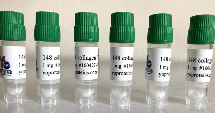 148 Collagen type IV (bovine, atelocollagen, sterile, lyophilized)