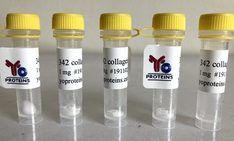 342 Collagen type I (mouse) 1 mg